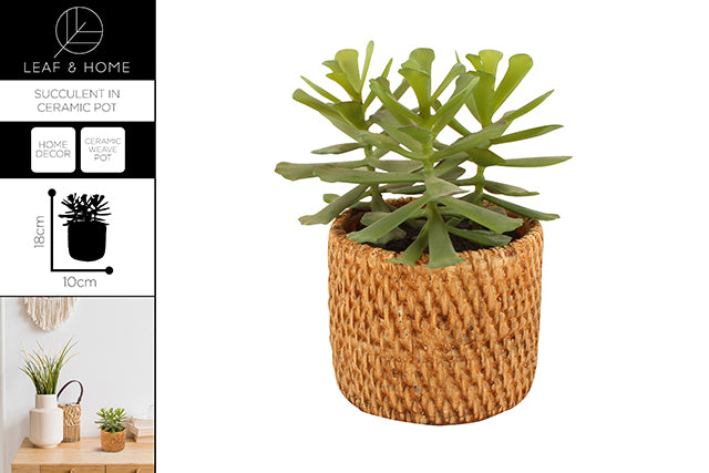 SUCCULENT IN CERAMIC WEAVE POT 18CM X 10CM